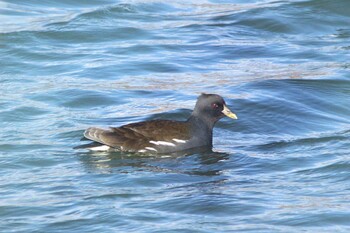 2021年12月28日(火) 知多 34°56'42.1"N 136°52'07.1"Eの野鳥観察記録