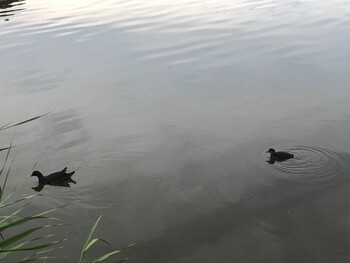 Common Moorhen 別所沼公園(埼玉県) Mon, 6/28/2021