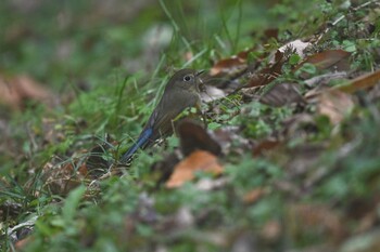 2021年12月29日(水) 生田緑地の野鳥観察記録