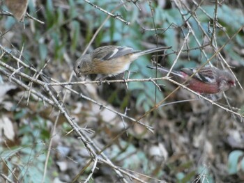 2021年12月28日(火) 早戸川林道の野鳥観察記録