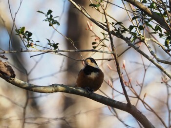 Varied Tit 丸火自然公園 Wed, 12/29/2021