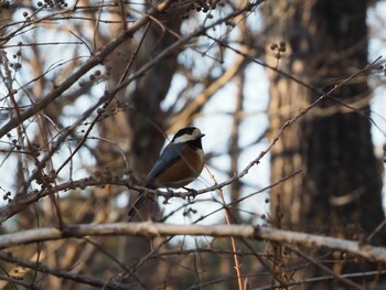 Varied Tit 丸火自然公園 Wed, 12/29/2021