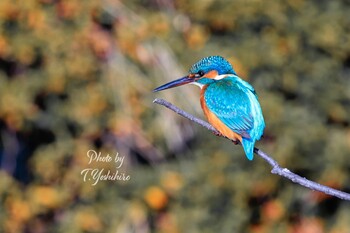 2021年12月26日(日) 枚方市の野鳥観察記録