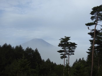 トビ 山中湖 2016年9月26日(月)