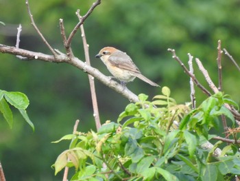 Bull-headed Shrike 朝霧高原 Sat, 6/17/2017