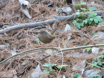 ミソサザイ 秋ヶ瀬公園(野鳥の森) 2021年12月29日(水)