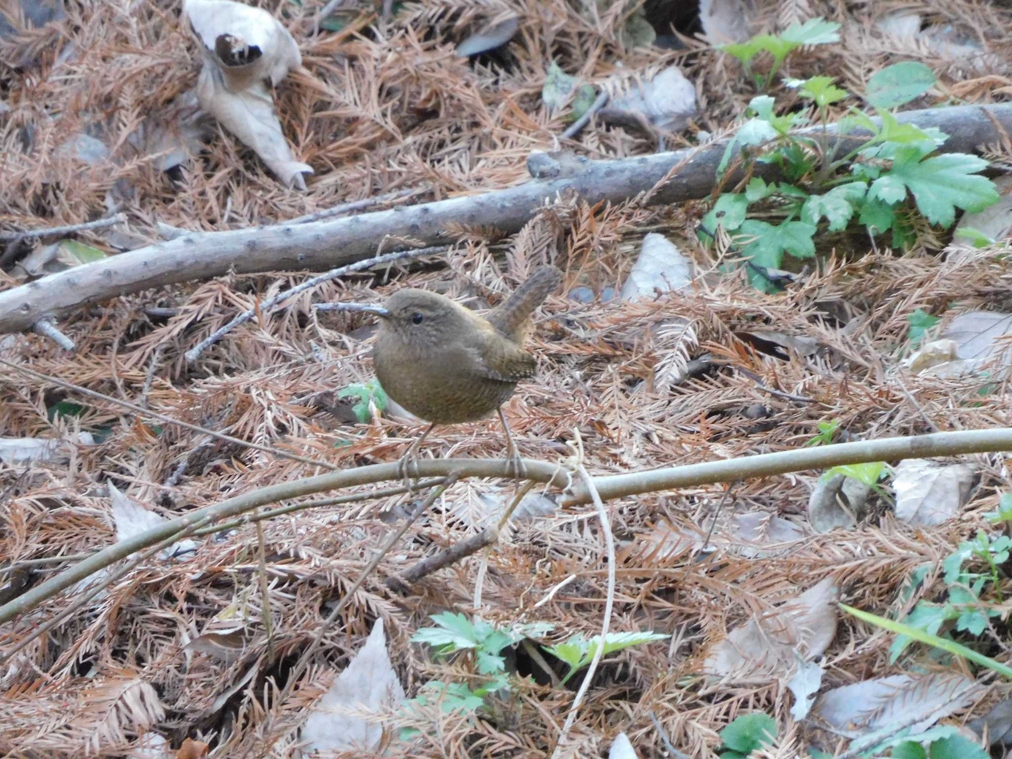 秋ヶ瀬公園(野鳥の森) ミソサザイの写真 by ななほしてんとうむし