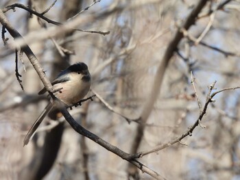 Silver-throated Bushtit Chaoyang Park(Beijing) Sat, 12/25/2021