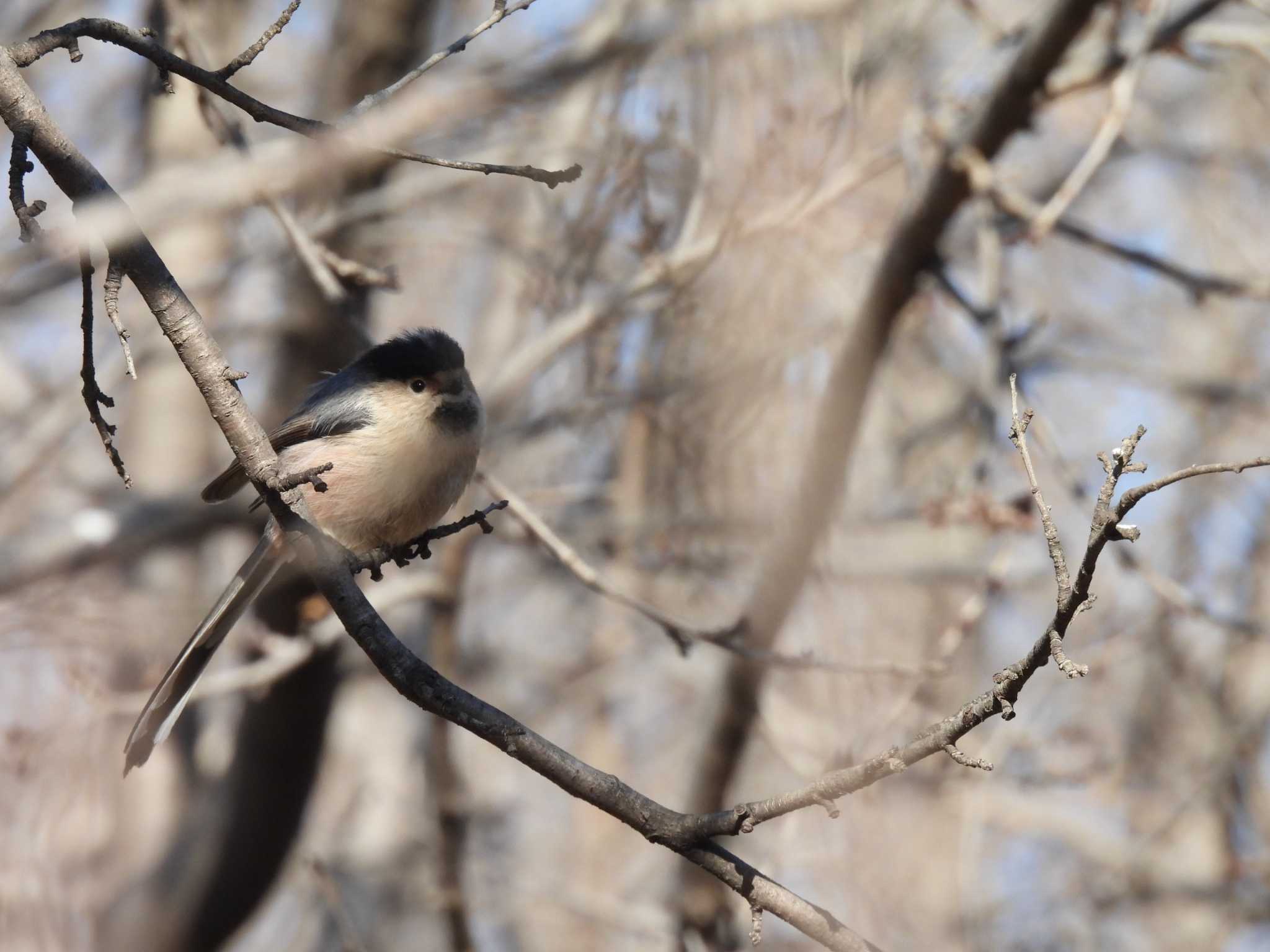 Silver-throated Bushtit