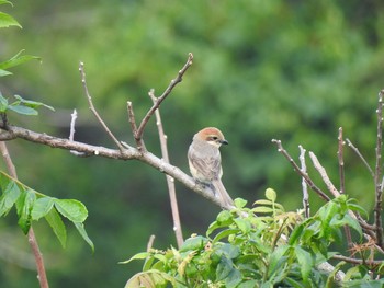 Unknown Species 朝霧高原 Sat, 6/17/2017