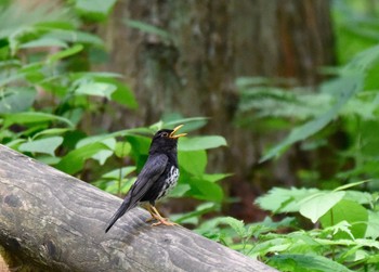 Japanese Thrush Unknown Spots Sun, 6/18/2017