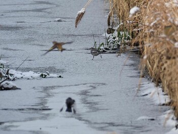 2021年12月27日(月) 角田市の野鳥観察記録