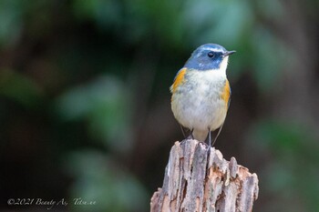 Red-flanked Bluetail 千里南公園 Wed, 12/29/2021