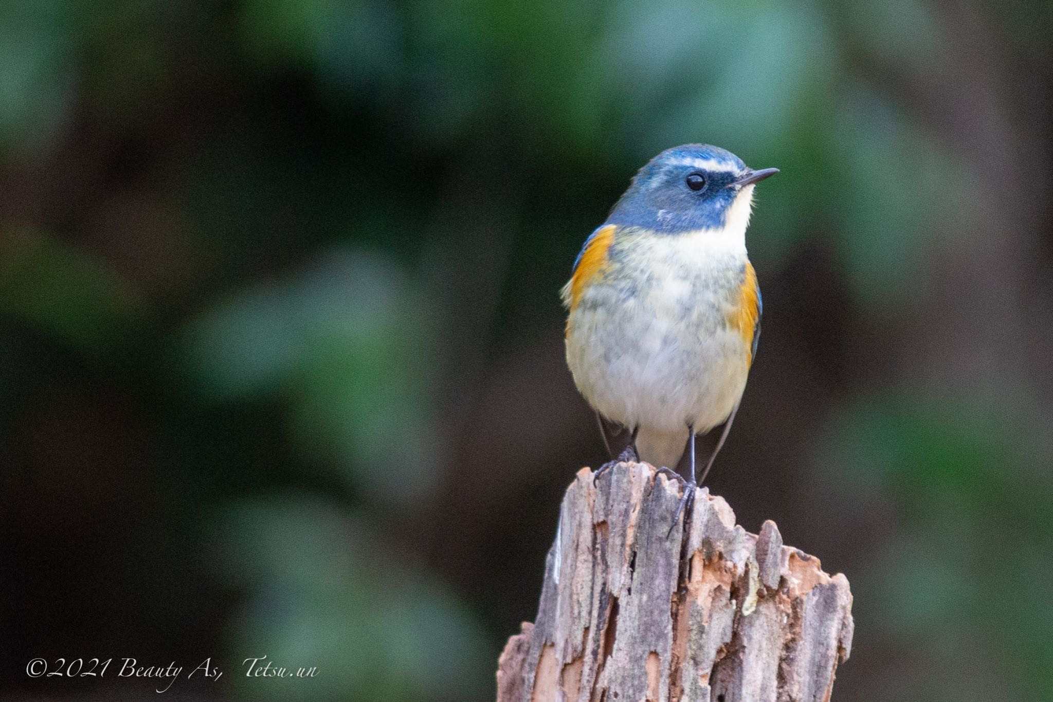 Photo of Red-flanked Bluetail at 千里南公園 by 哲庵（てつあん）