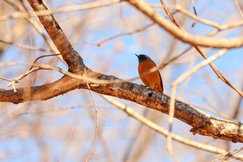 2021年12月20日(月) 南アルプス邑野鳥公園の野鳥観察記録