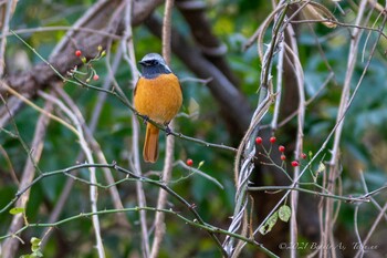 Daurian Redstart 千里南公園 Wed, 12/29/2021