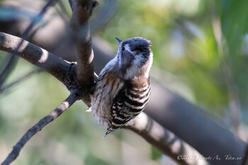 Japanese Pygmy Woodpecker 千里南公園 Wed, 12/29/2021