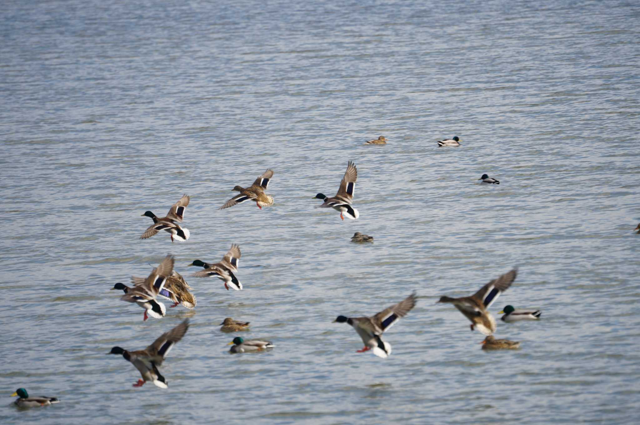 Photo of Mallard at 阿部池 by マル