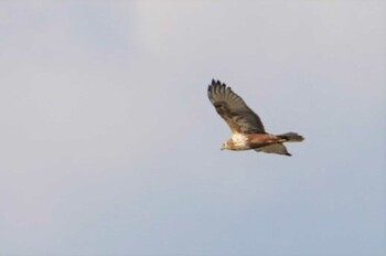 Eastern Marsh Harrier 阿部池 Tue, 12/28/2021