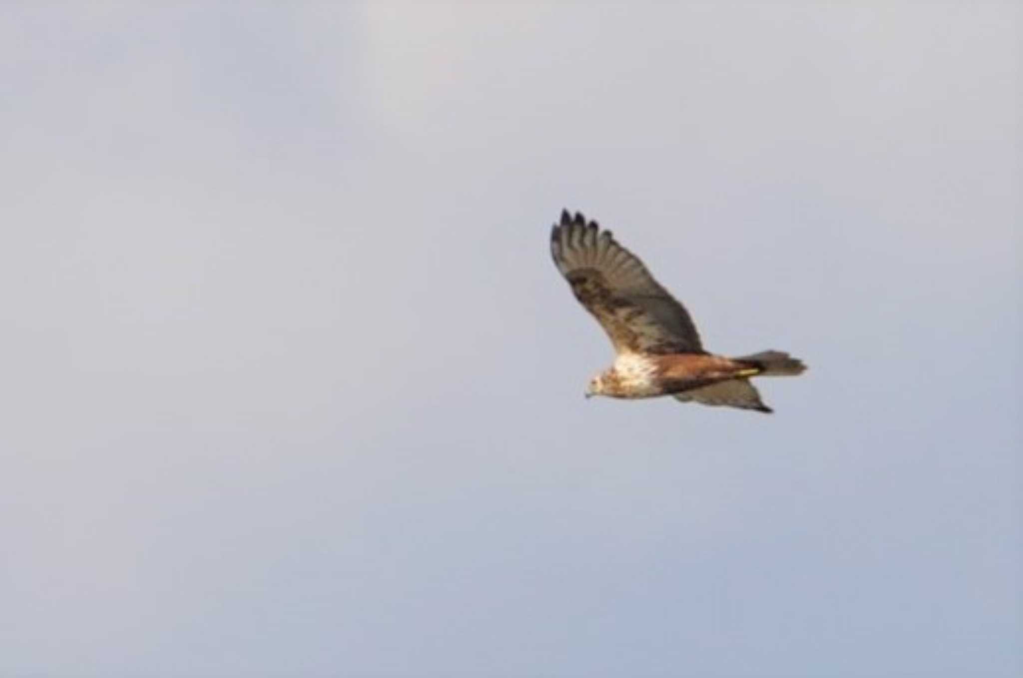 Photo of Eastern Marsh Harrier at 阿部池 by マル