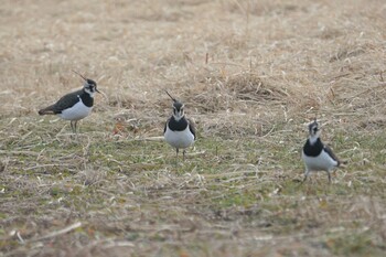 Northern Lapwing 阿部池 Tue, 12/28/2021