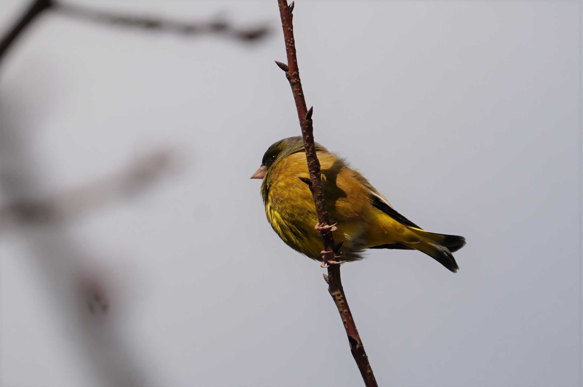Photo of Grey-capped Greenfinch at 阿部池 by マル