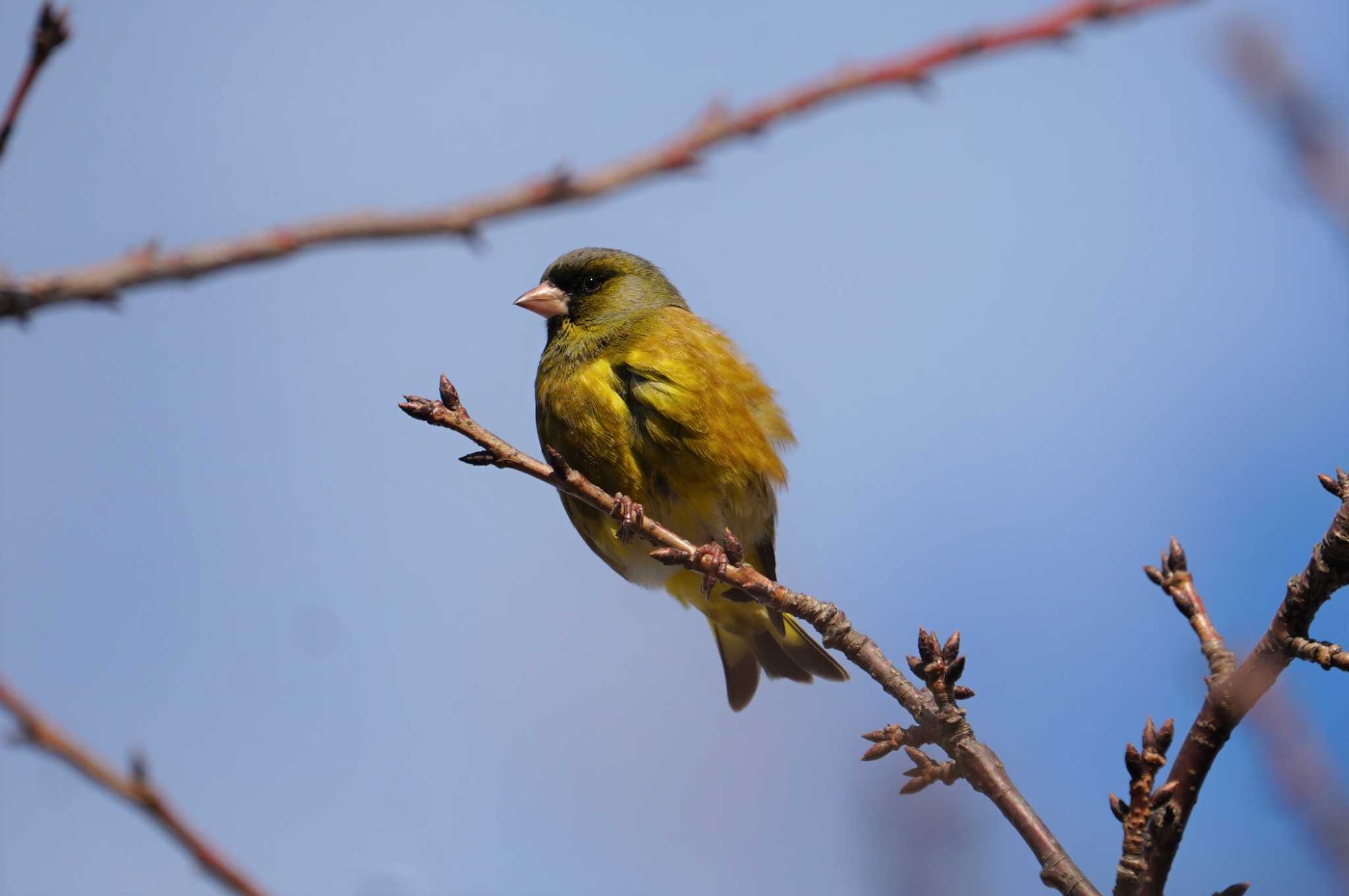 Photo of Grey-capped Greenfinch at 阿部池 by マル