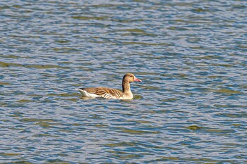 ハイイロガン 加古大池公園 2021年12月5日(日)