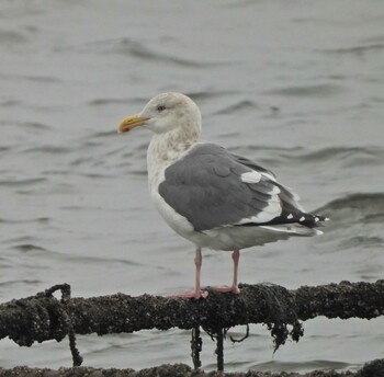 Sun, 12/26/2021 Birding report at 長井漁港