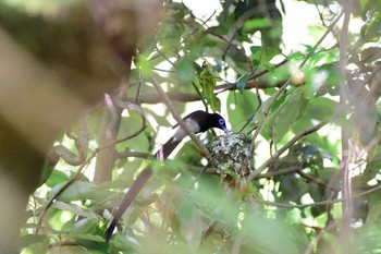 サンコウチョウ 千葉県 2017年6月17日(土)