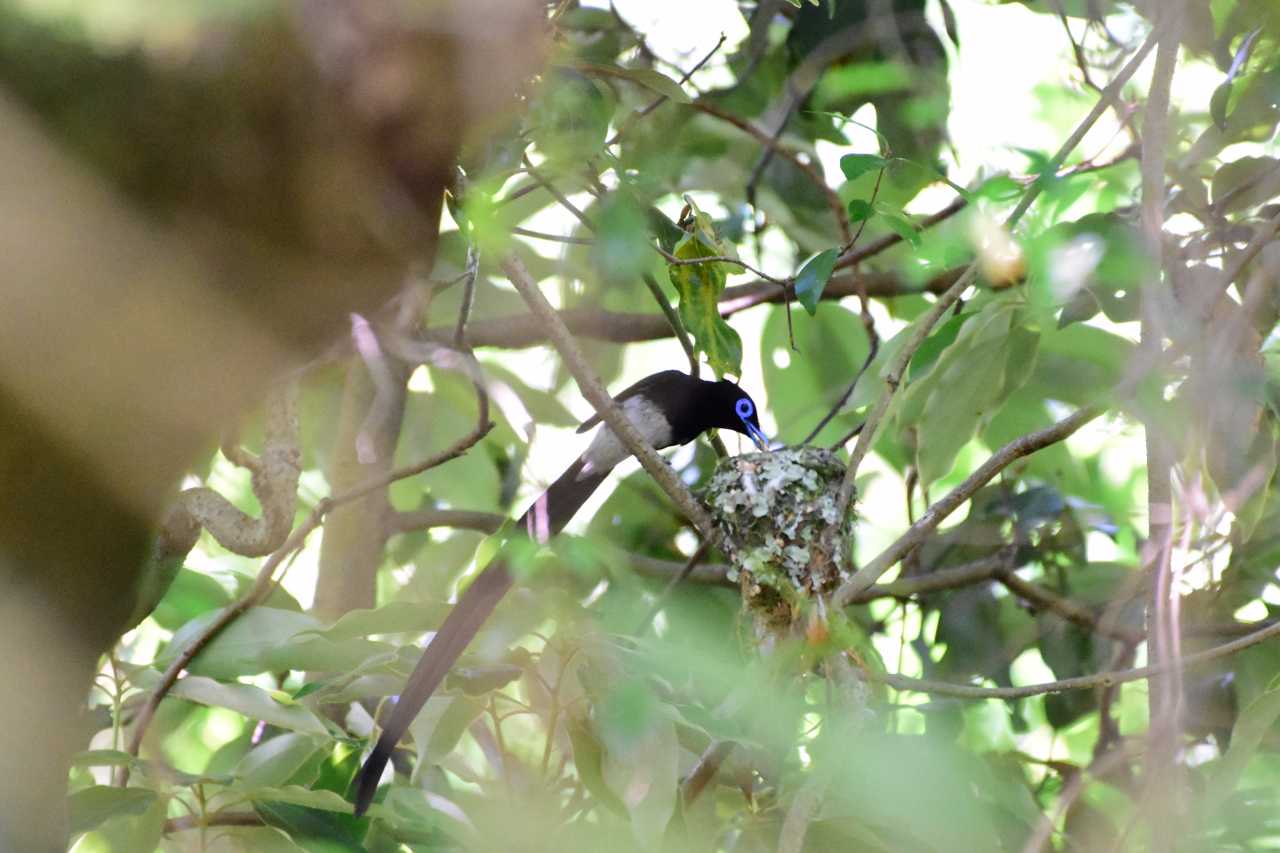 千葉県 サンコウチョウの写真 by Kazuyuki Watanabe