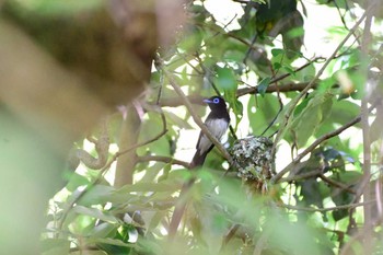 サンコウチョウ 千葉県 2017年6月17日(土)