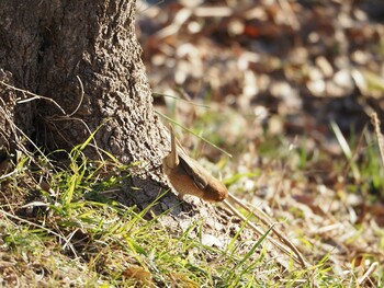 Bull-headed Shrike 多摩川二ヶ領宿河原堰 Thu, 12/30/2021