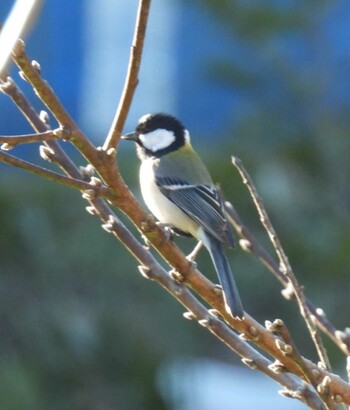 Japanese Tit 実家 Thu, 12/30/2021