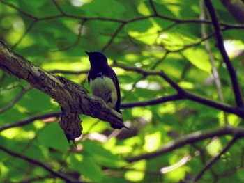 Blue-and-white Flycatcher 野幌森林公園 Sun, 6/18/2017