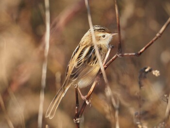 Zitting Cisticola 多摩川二ヶ領宿河原堰 Thu, 12/30/2021