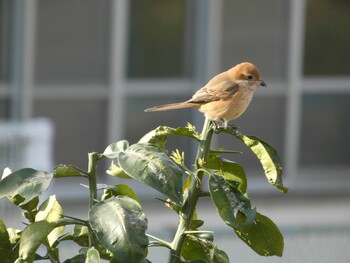 2021年12月29日(水) さいわい緑道(川崎市)の野鳥観察記録