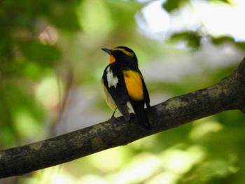 2017年6月18日(日) 北海道神宮の野鳥観察記録