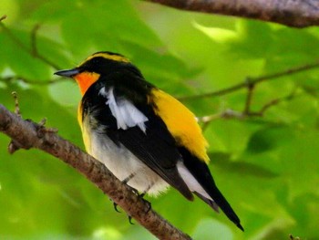 Narcissus Flycatcher 北海道神宮 Sun, 6/18/2017