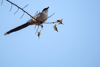 Azure-winged Magpie 都内市街地 Wed, 12/29/2021