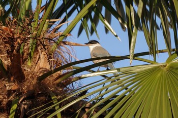 Azure-winged Magpie 都内市街地 Wed, 12/29/2021