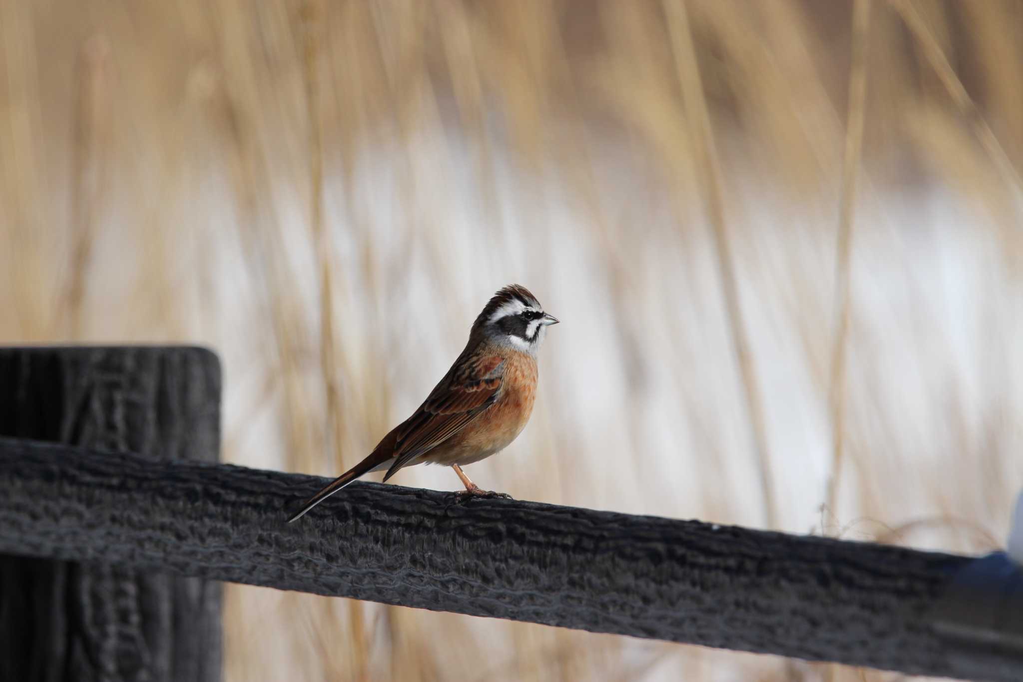 Photo of Meadow Bunting at 奥四万湖 by Sweet Potato