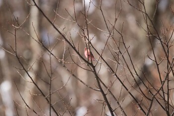 Siberian Long-tailed Rosefinch 奥四万湖 Wed, 12/29/2021