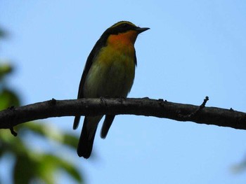 Narcissus Flycatcher 北海道神宮 Sun, 6/18/2017