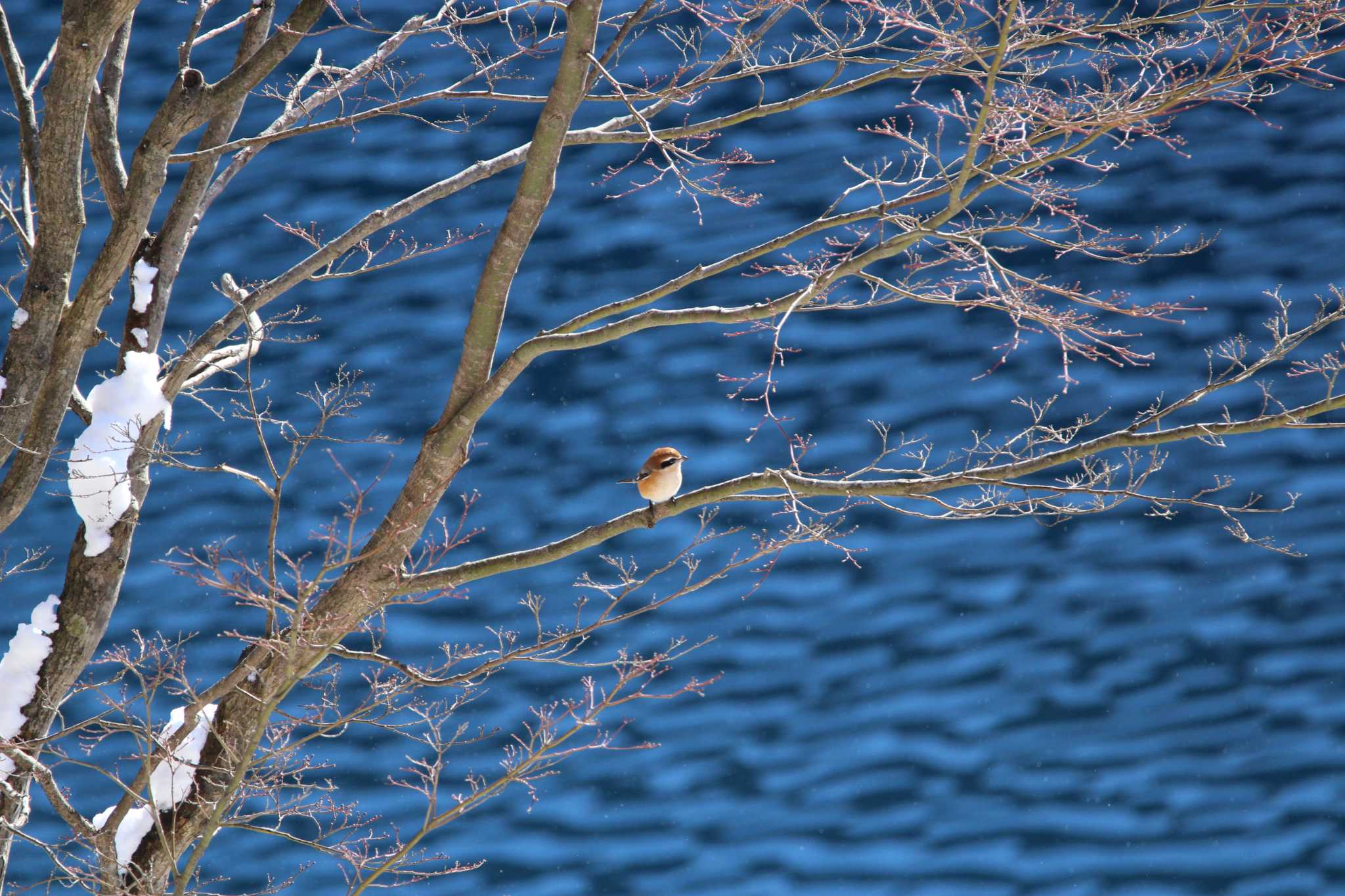 Photo of Bull-headed Shrike at 奥四万湖 by Sweet Potato