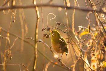 2021年12月29日(水) 北本自然観察公園の野鳥観察記録