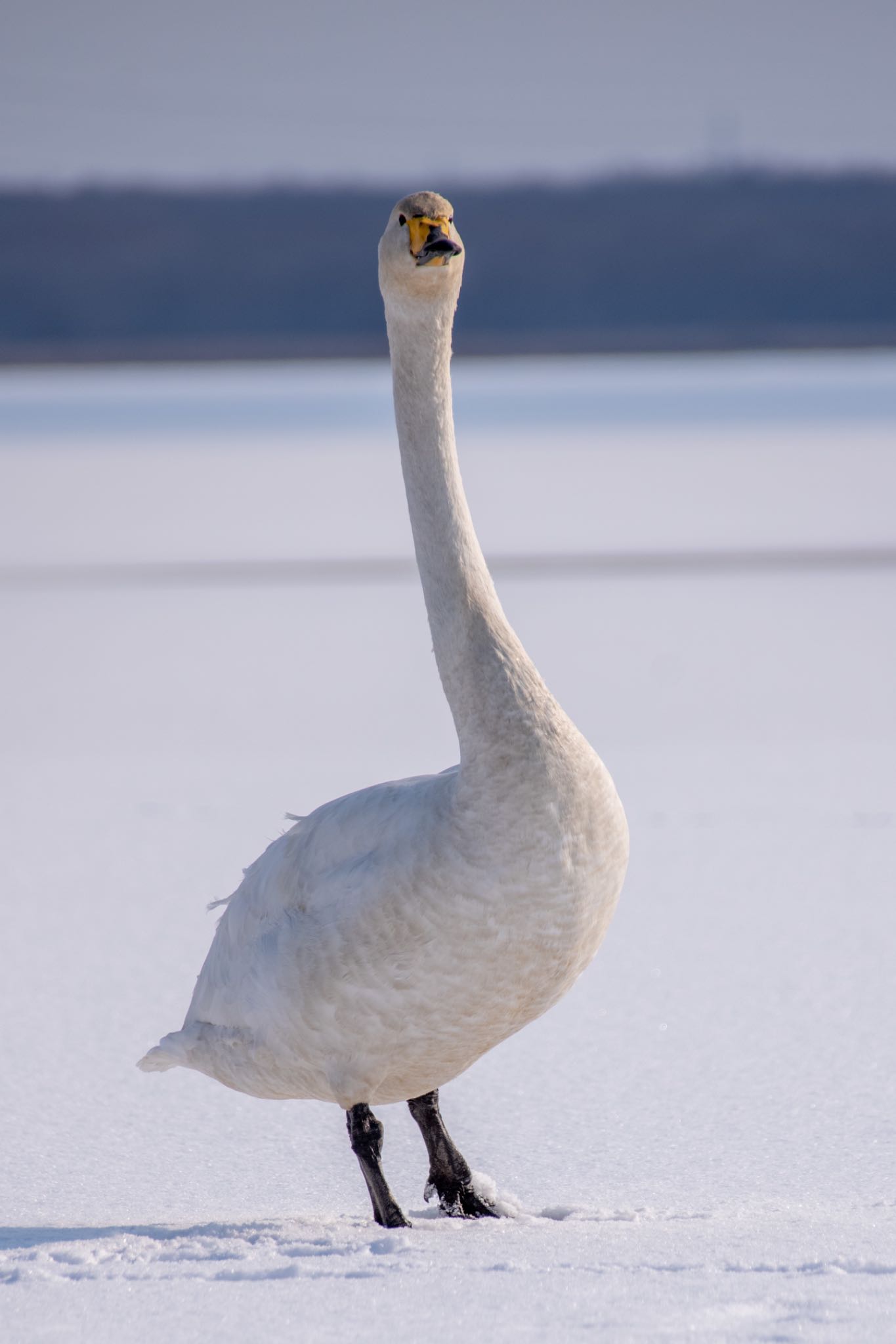 Whooper Swan