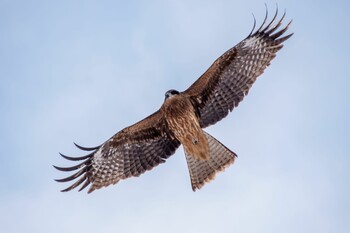 2021年12月30日(木) ウトナイ湖の野鳥観察記録