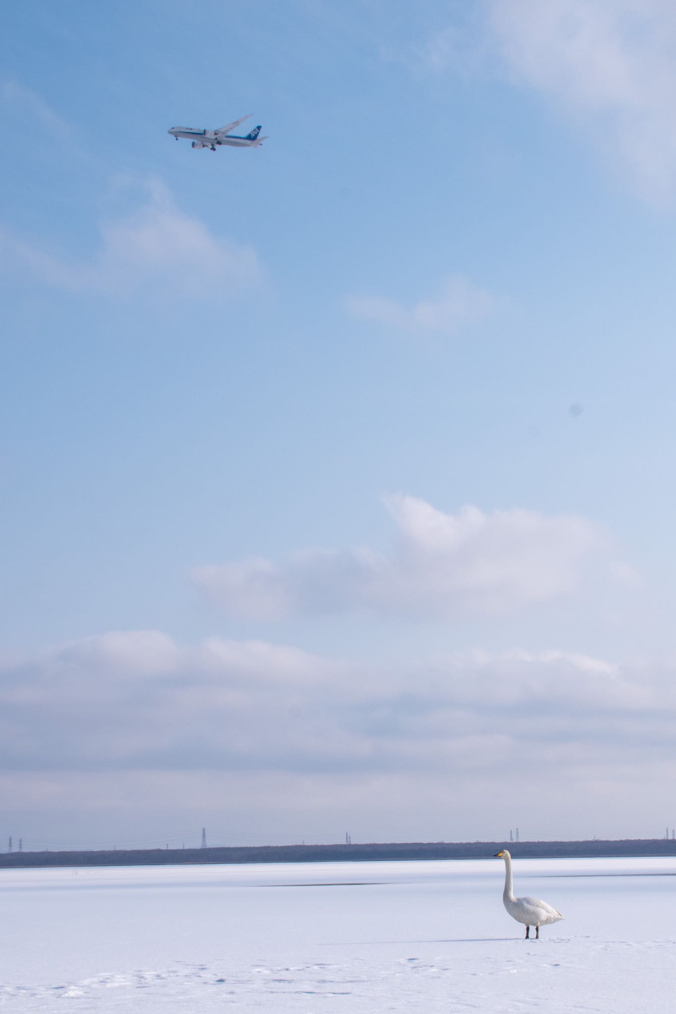 ウトナイ湖 オオハクチョウの写真 by M310