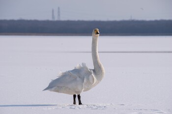 オオハクチョウ ウトナイ湖 2021年12月30日(木)